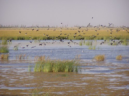 حجم آب تالاب کانی برازان به 4 میلیون متر مکعب رسید حجم آب تالاب کانی برازان به 4 میلیون متر مکعب رسید