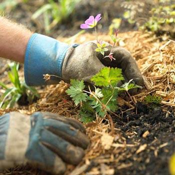 ترفند&zwnj;هایی برای باغبانی آسان در خانه