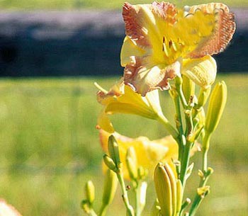 ترفند&zwnj;هایی برای باغبانی آسان در خانه