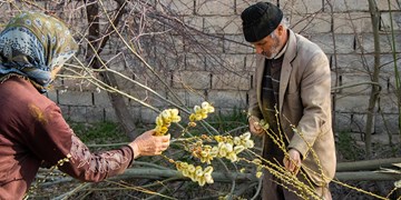 شمیم بیدمشک در کوچه باغ های ارومیه