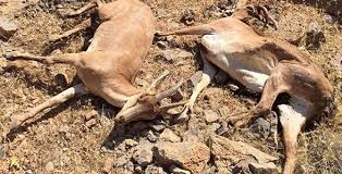 تلف شدن کل&zwnj;وبز&zwnj;های وحشی در لارستان با بیماری طاعون