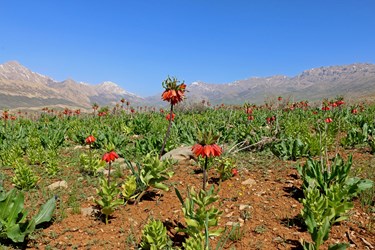 قُرقِ دشت لاله&zwnj;های واژگون شهرستان کوهرنگ