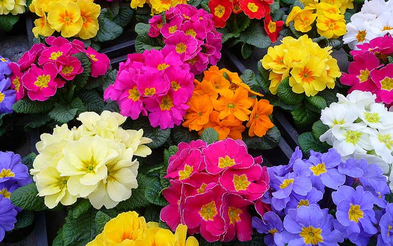 گل&zwnj;های مناسب عید نوروز با حال و هوای بهاری