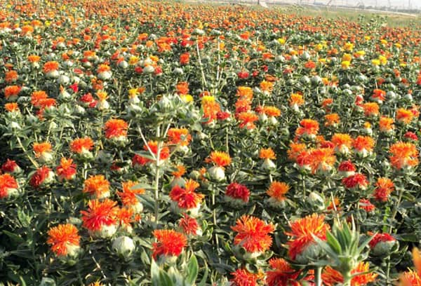 کشت تناوبی گلرنگ بهاره در جوین کشت تناوبی گلرنگ بهاره در جوین
