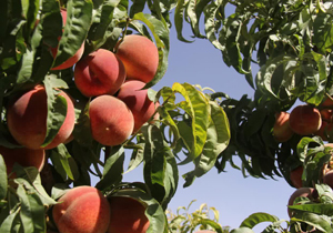 هلوی پیش رس گلستان در بازار