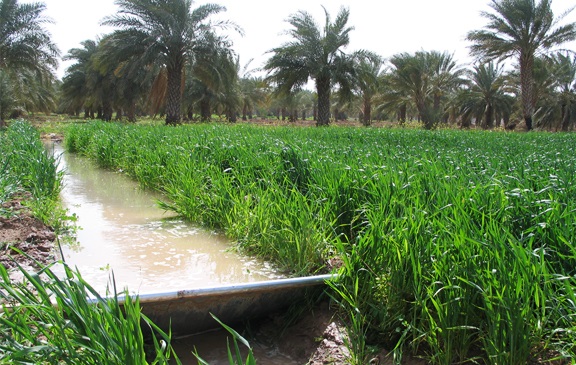 اصلاح آب بهاء نخلستان&zwnj;ها در گرو عملکرد نخلداران