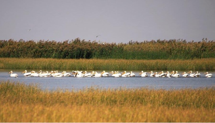 آوای خوش زندگی در دل تالاب کانی برازان