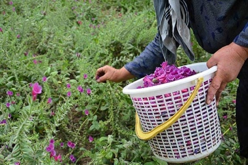 آذربایجان غربی؛ داروخانه  گیاهان دارویی کشور