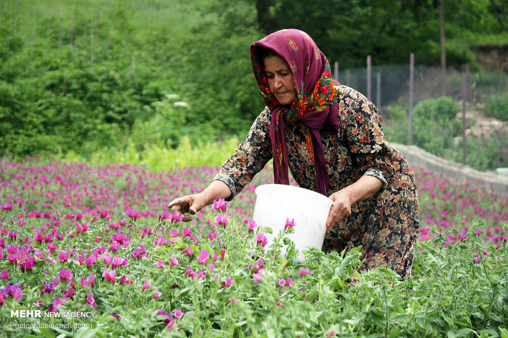 آذربایجان غربی؛ داروخانه  گیاهان دارویی کشور