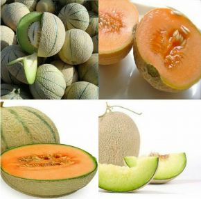 تفاوت گرمک، سمسوری، طالبی و ملون تفاوت گرمک، سمسوری، طالبی و ملون