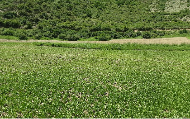 کشت سبزی و صیفی جات اُرگانیک در ارتفاعات آمل
