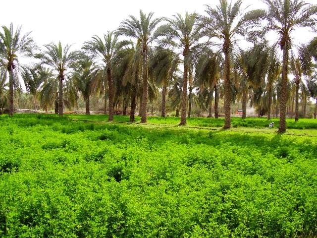 جلوگیری از خشک شدن باغ&zwnj;های سه روستا در بخش جغین رودان