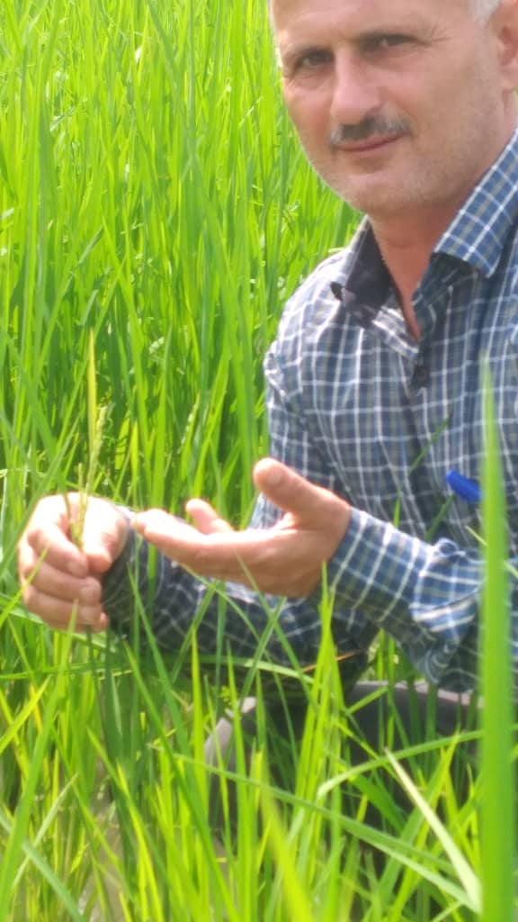 ظهور نخستین خوشه&zwnj;های برنج در گیلان