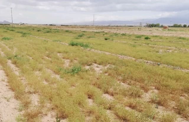 پیش&zwnj;بینی برداشت ۱۰۴ تن زیره در شاهرود