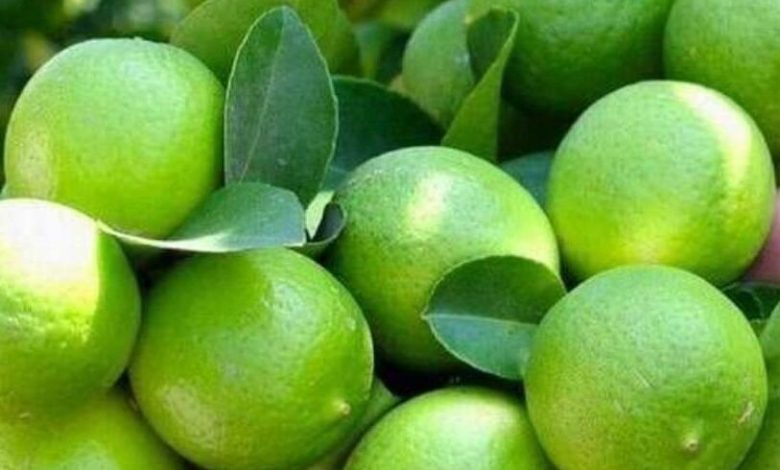 برداشت لیمو ترش از باغات استان هرمزگان
