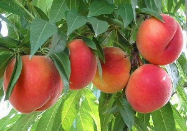 برداشت بیش از ۷ هزار و ۱۹۰ تن هلو در مهاباد برداشت بیش از ۷ هزار و ۱۹۰ تن هلو در مهاباد
