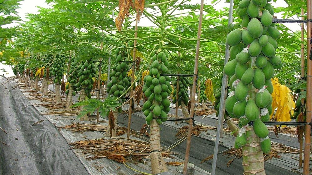 پرورش میوه&zwnj;های لوکس استوایی در داراب