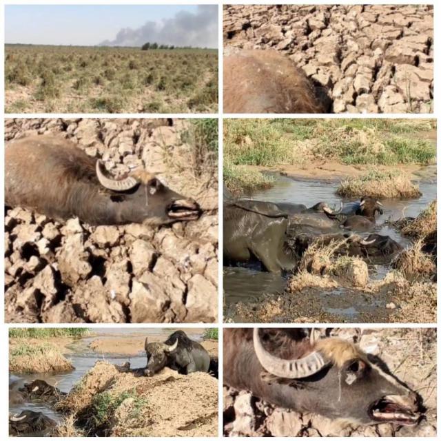 خوزستان خواستگاه اصلی پرورش گاومیش در کشور