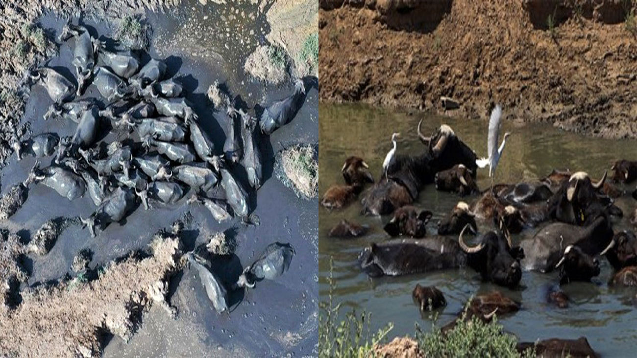 خوزستان خواستگاه اصلی پرورش گاومیش در کشور