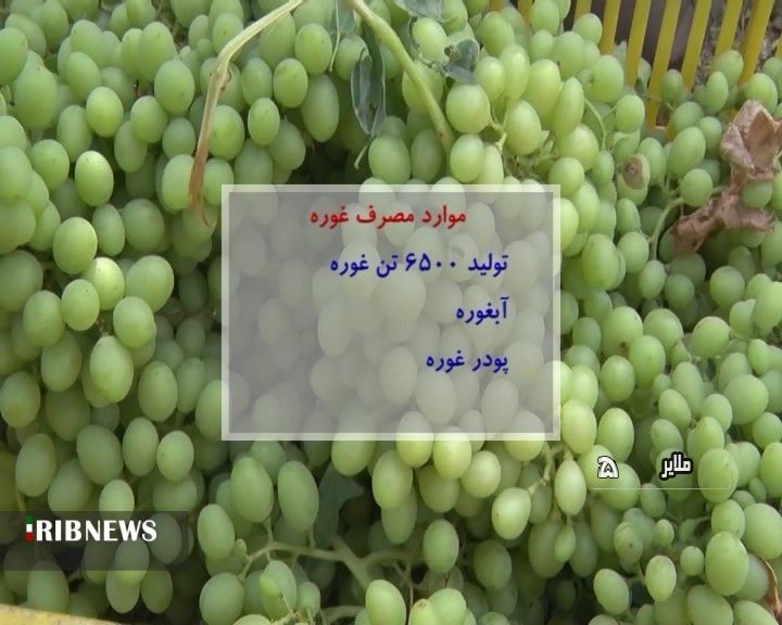 آغاز برداشت غوره از تاکستان های ملایر