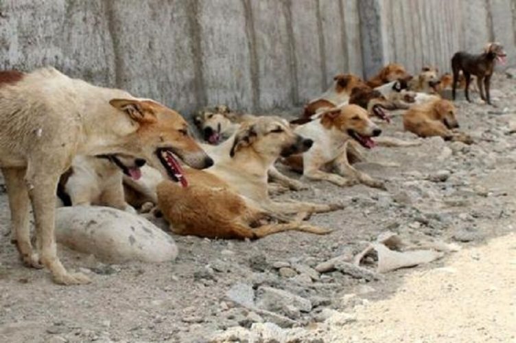 گلایه از افزایش سگ های ولگرد در منطقه چالدران