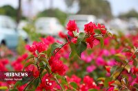 افزایش محسوس دما در هرمزگان تا پایان هفته