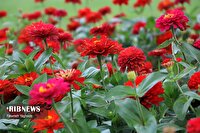 افزایش ۳ تا ۵ درجه‌ای دما تا پایان هفته در هرمزگان، ۶ مرداد