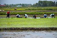 کاهش قیمت شالی و برنج، درخواست شالیکاران