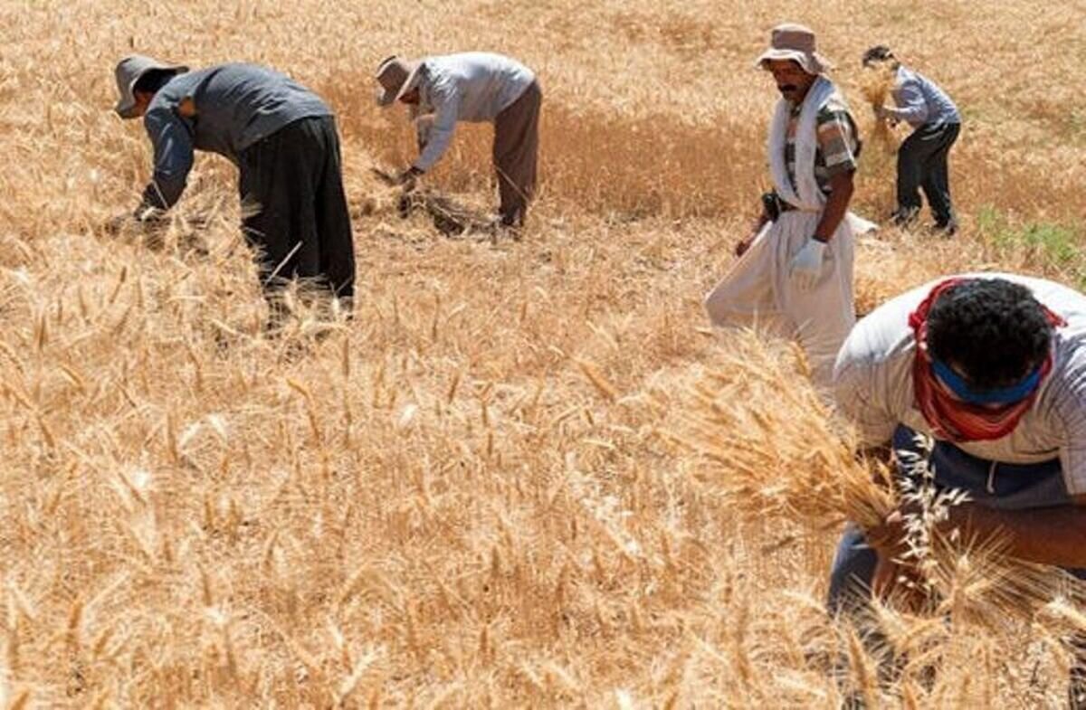 حق بیمه اجباری عامل نارضایتی کشاورزان حق بیمه اجباری عامل نارضایتی کشاورزان