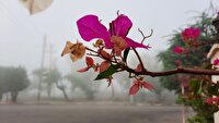 مه رقیق صبحگاهی و شامگاهی در جنوب غرب خوزستان