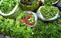 مزارع دهلران، هوس قورمه سبزی کردند
