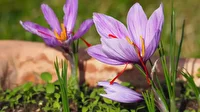 زعفران، میراثی کهن برای آیندگان
