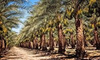 نوسازی نخیلات عراق با راهکارهای علمی پژوهشکده خرما