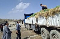 صادرات ۹۶هزار تن انواع محصولات کشاورزی از مرز سیرانبند بانه