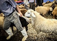 سارق احشام در گرمی دستگیر شد