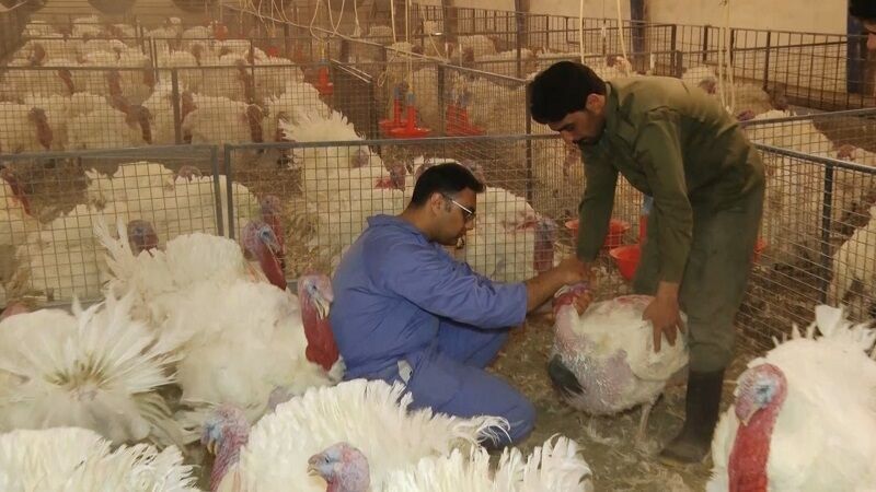 تولید سالانه هزار و ۱۰۰ تن گوشت بوقلمون در آذربایجان‌غربی