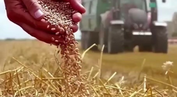 تعیین قیمت نهایی گندم