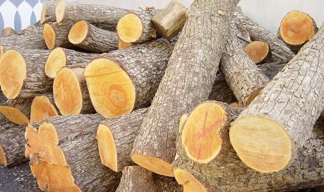 کشف چوب قاچاق در سیاهکل