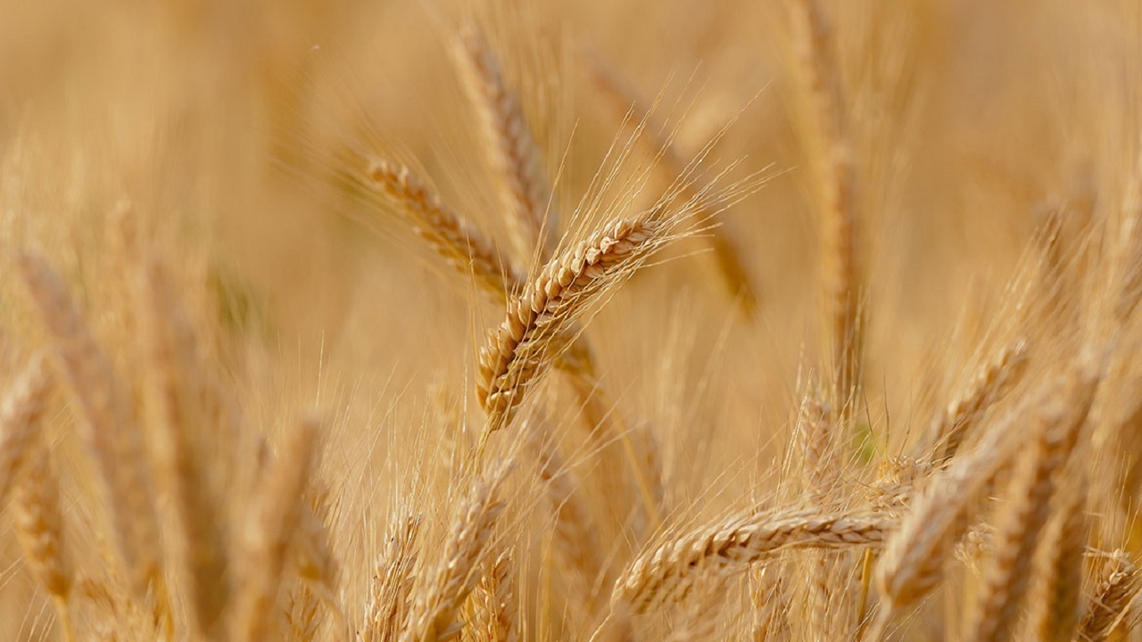 پیش‌بینی تولید ۸۰۰ هزار تن گندم در آذربایجان غربی