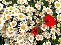 زیبایی های چشم نواز دشت گرمه خراسان شمالی