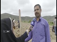 کاشت ۳ هزار نهال توت در هنرستان کشاورزی سملقان