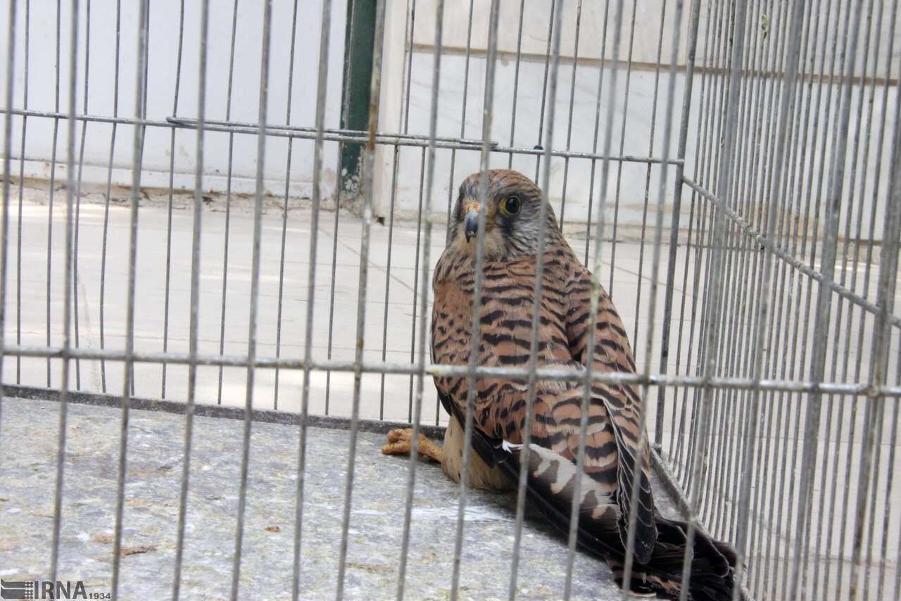 نجات و رهاسازی یک بهله دلیجه در کرمانشاه نجات و رهاسازی یک بهله دلیجه در کرمانشاه