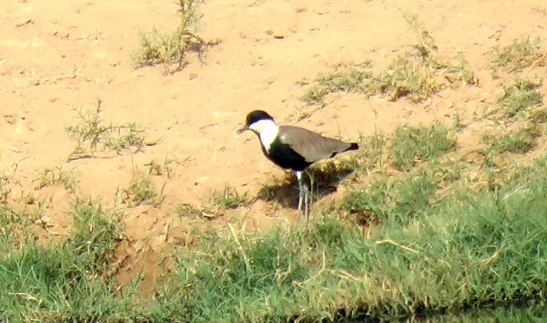 مشاهده گونه نادر خروس کولی سینه سیاه در تالاب کانیبرازان مهاباد مشاهده گونه نادر خروس کولی سینه سیاه در تالاب کانیبرازان مهاباد