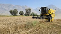 برداشت گندم از زمین‌های کشاورزی بخش شمیل