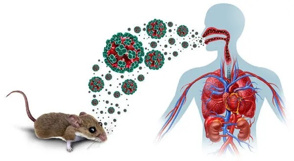 هانتاویروس؛ جا پای کرونا گذاشت؛ اما تهدیدش محیطی است