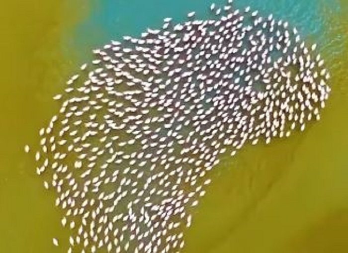 منظره زیبا دسته فلامینگوها در خلیج گرگان منظره زیبا دسته فلامینگوها در خلیج گرگان