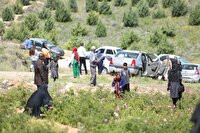 شمیم معطر گل محمدی در بوستان کوهستانی دراک شیراز