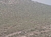 بره‌های تازه متولد شده در پارک طبیعت پردیسان بجنورد