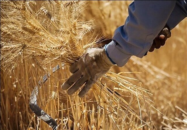 هدف‌گذاری فارس برای خرید ۱۰۰ هزار تن گندم