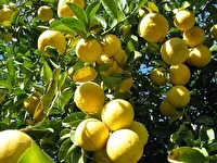 تولید بیش از یک میلیون تن مرکبات در فارس